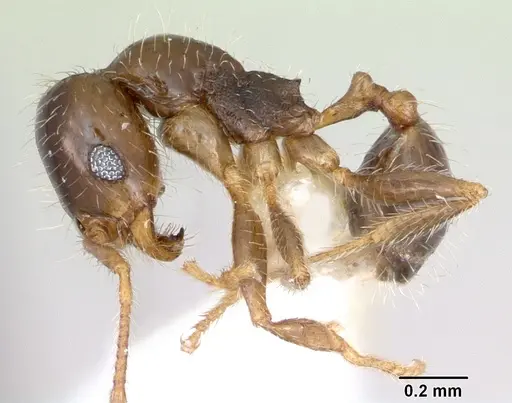 Pheidole tepicana specimen CASENT0173654 image casent0173654_3