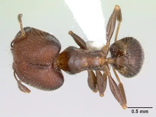 Pheidole tepicana specimen CASENT0173655 image casent0173655_1
