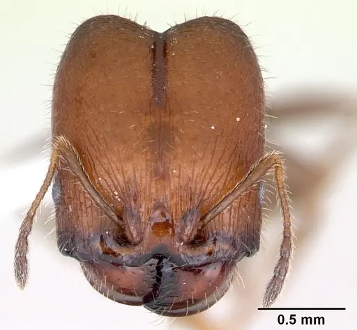 Pheidole tepicana specimen CASENT0173655 image casent0173655_2