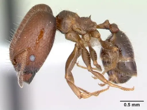 Pheidole tepicana specimen CASENT0173655 image casent0173655_3