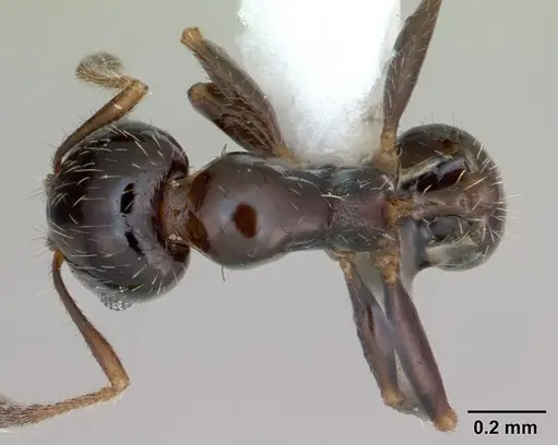 Pheidole tepicana specimen CASENT0173656 image casent0173656_1
