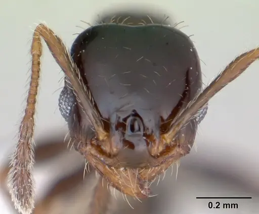 Pheidole tepicana specimen CASENT0173656 image casent0173656_2
