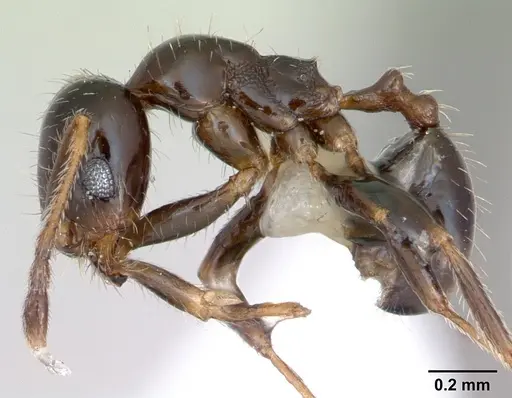 Pheidole tepicana specimen CASENT0173656 image casent0173656_3