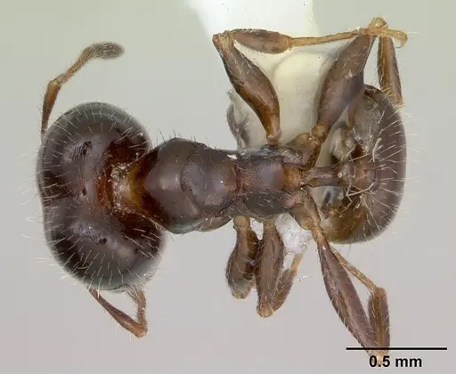 Pheidole tepicana specimen CASENT0173873 image casent0173873_1