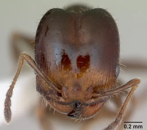 Pheidole tepicana specimen CASENT0173873 image casent0173873_2