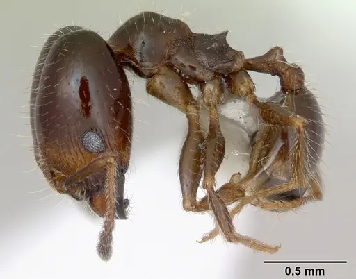 Pheidole tepicana specimen CASENT0173873 image casent0173873_3