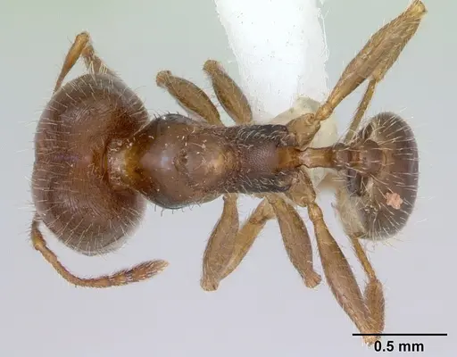 Pheidole tepicana specimen CASENT0173874 image casent0173874_1