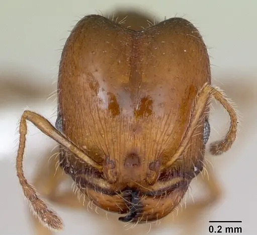 Pheidole tepicana specimen CASENT0173874 image casent0173874_2