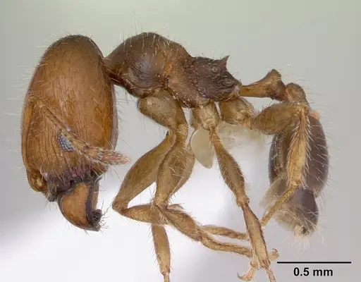 Pheidole tepicana specimen CASENT0173874 image casent0173874_3
