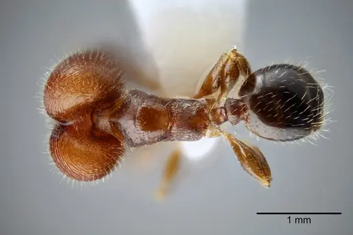 Pheidole tepicana specimen CASENT0649653 image casent0649653_1