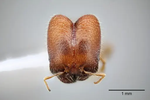 Pheidole tepicana specimen CASENT0649653 image casent0649653_2