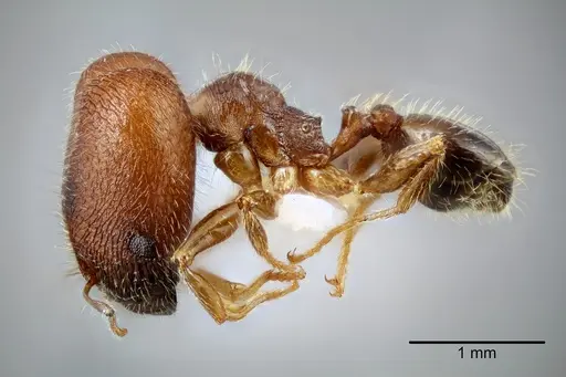 Pheidole tepicana specimen CASENT0649653 image casent0649653_3