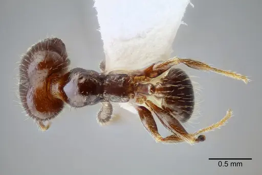 Pheidole tepicana specimen CASENT0649710 image casent0649710_1