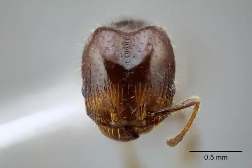 Pheidole tepicana specimen CASENT0649710 image casent0649710_2