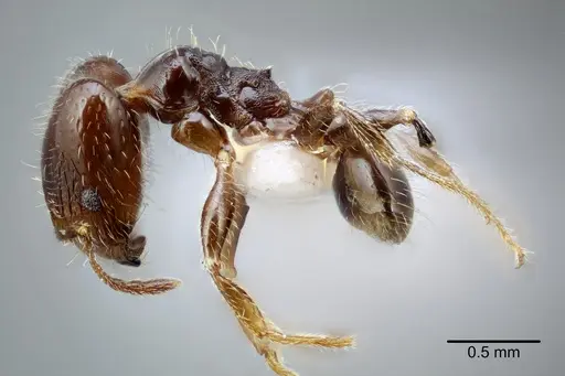 Pheidole tepicana specimen CASENT0649710 image casent0649710_3