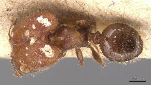 Pheidole tepicana specimen CASENT0904442 image casent0904442_1