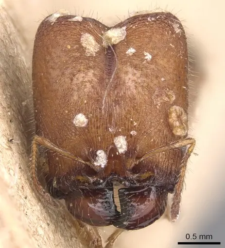 Pheidole tepicana specimen CASENT0904442 image casent0904442_2