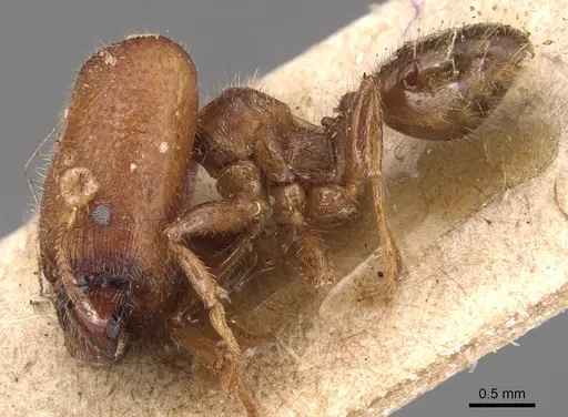 Pheidole tepicana specimen CASENT0904442 image casent0904442_3