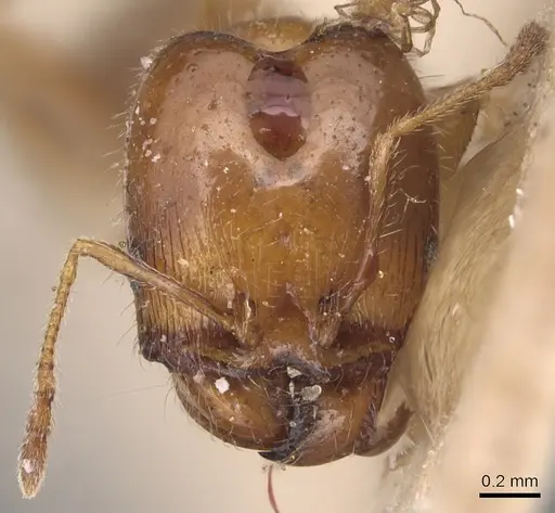 Pheidole tepicana specimen CASENT0904443 image casent0904443_2