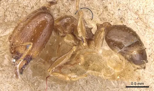 Pheidole tepicana specimen CASENT0904443 image casent0904443_3