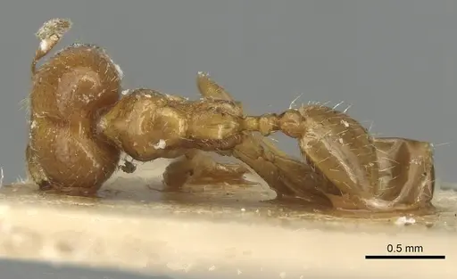 Pheidole tepicana specimen CASENT0915432 image casent0915432_1