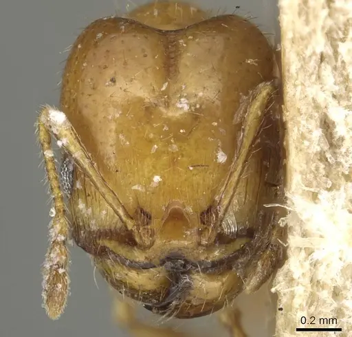 Pheidole tepicana specimen CASENT0915432 image casent0915432_2