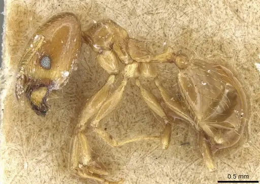 Pheidole tepicana specimen CASENT0915432 image casent0915432_3