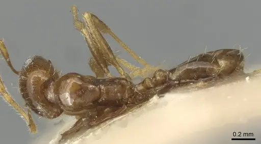 Pheidole tepicana specimen CASENT0915433 image casent0915433_1