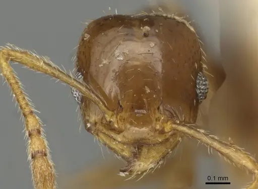 Pheidole tepicana specimen CASENT0915433 image casent0915433_2