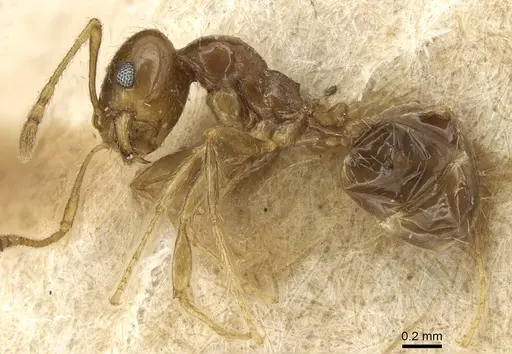 Pheidole tepicana specimen CASENT0915433 image casent0915433_3