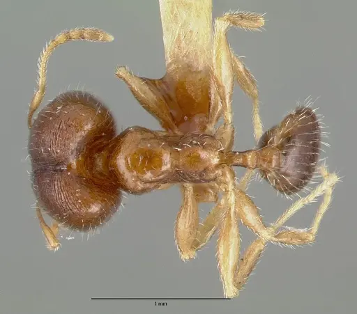 Pheidole tepicana specimen CASTYPE00629 image castype00629_1
