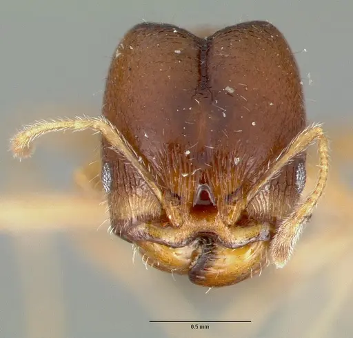 Pheidole tepicana specimen CASTYPE00629 image castype00629_2
