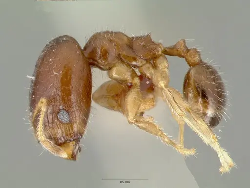 Pheidole tepicana specimen CASTYPE00629 image castype00629_3