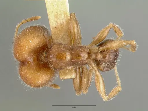 Pheidole tepicana specimen CASTYPE00631 image castype00631_1