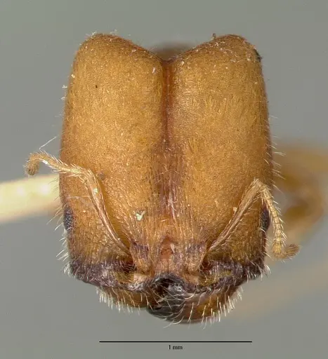 Pheidole tepicana specimen CASTYPE00631 image castype00631_2