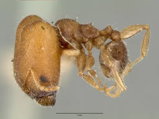 Pheidole tepicana specimen CASTYPE00631 image castype00631_3