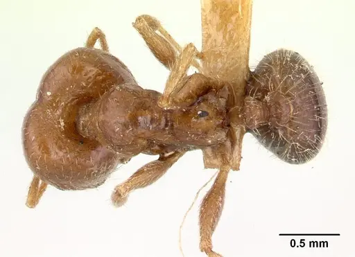 Pheidole tepicana specimen CASTYPE00633 image castype00633_1