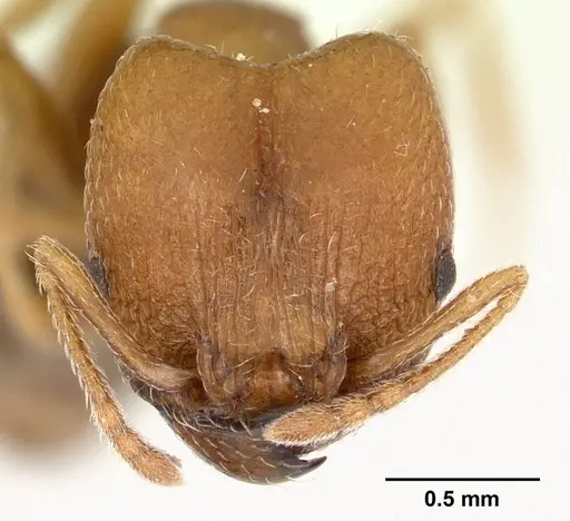 Pheidole tepicana specimen CASTYPE00633 image castype00633_2