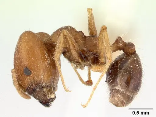 Pheidole tepicana specimen CASTYPE00633 image castype00633_3