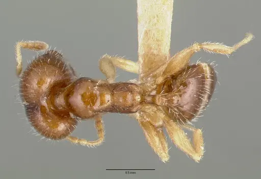 Pheidole tepicana specimen CASTYPE00634 image castype00634_1