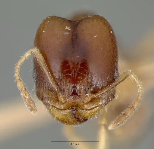 Pheidole tepicana specimen CASTYPE00634 image castype00634_2