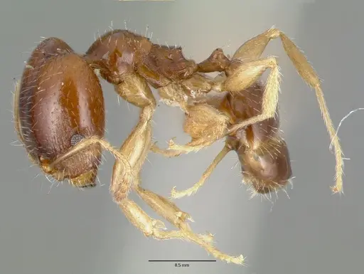 Pheidole tepicana specimen CASTYPE00634 image castype00634_3