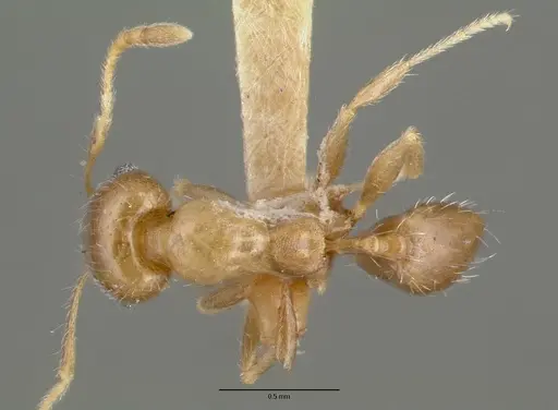 Pheidole tepicana specimen CASTYPE00635 image castype00635_1