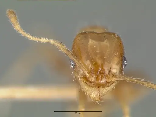 Pheidole tepicana specimen CASTYPE00635 image castype00635_2