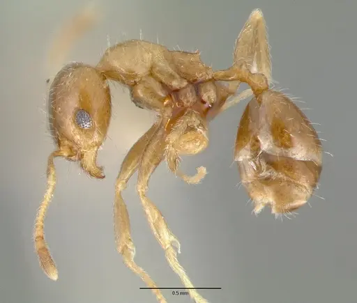 Pheidole tepicana specimen CASTYPE00635 image castype00635_3