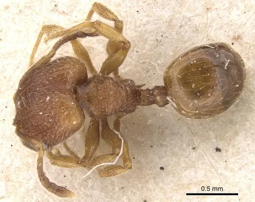 Pheidole termitobia specimen CASENT0908296 image casent0908296_1