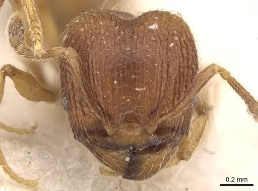 Pheidole termitobia specimen CASENT0908296 image casent0908296_2