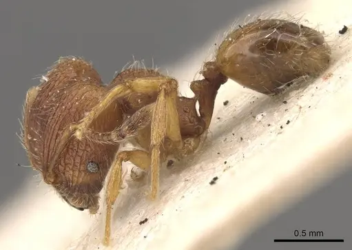 Pheidole termitobia specimen CASENT0908296 image casent0908296_3