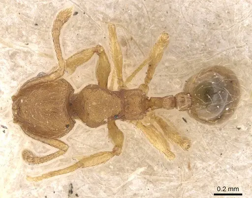 Pheidole termitobia specimen CASENT0908297 image casent0908297_1