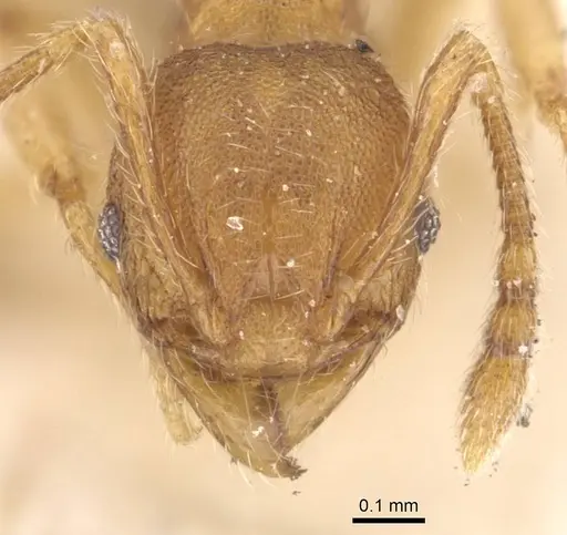 Pheidole termitobia specimen CASENT0908297 image casent0908297_2